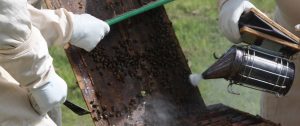 Bee Smokers and Fuel Considerations for Bee Farmers